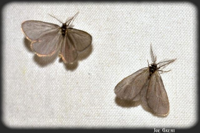 Psychidae - csőzsákos-molyfélék