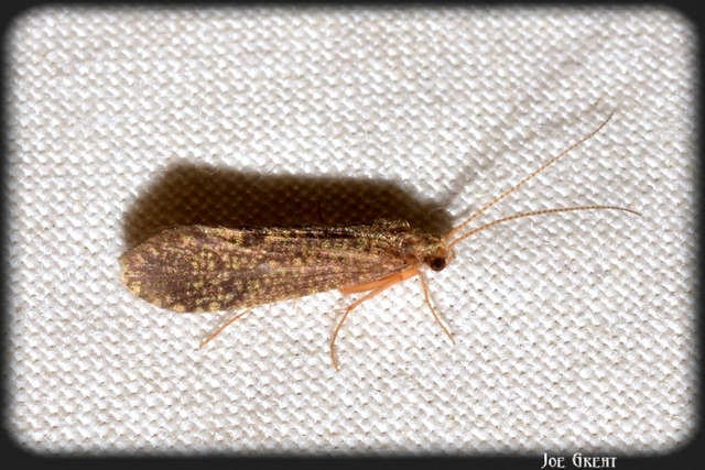 Trichoptera - Tegzesek