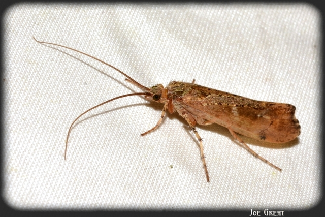 Trichoptera - Tegzesek