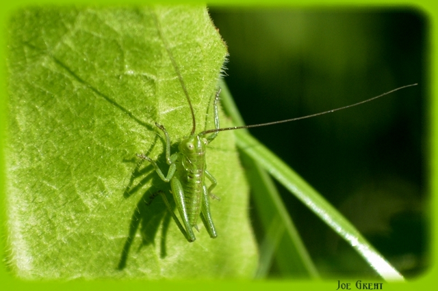 Tettigonia