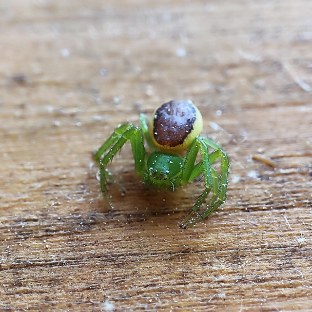 Diaea dorsata - címeres karolópók