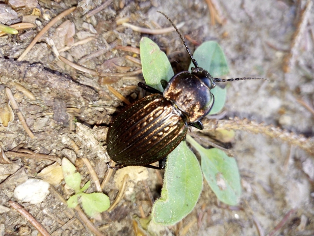Carabus ulrichii - rezes futrinka Carabus ulrichii - rezes futrinka