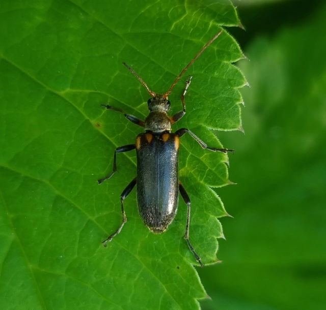 Cortodera humeralis - négyfoltos cserjecincér
