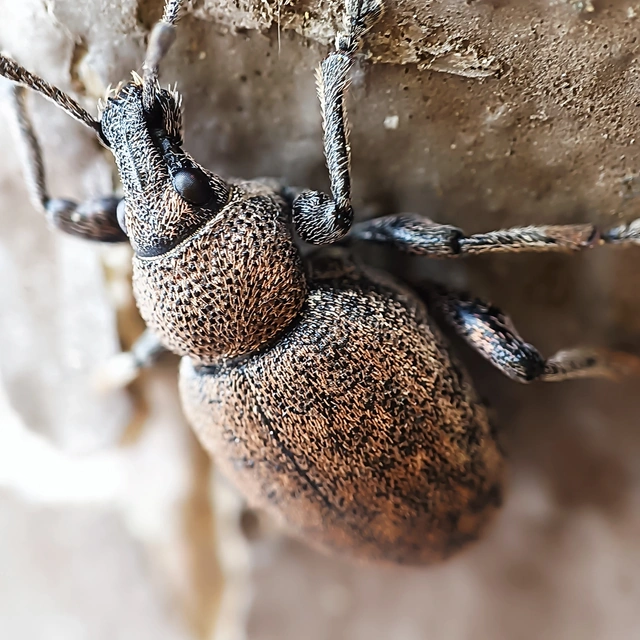 Otiorhynchus ligustici - vincellér-gyalogormányos