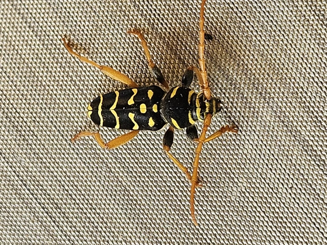 Plagionotus arcuatus - bársonyos darázscincér