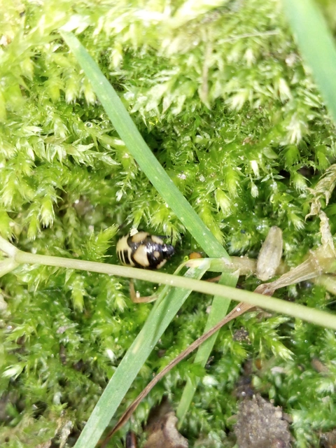 Tritomegas