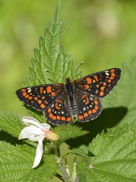 Euphydryas maturna - díszes tarkalepke