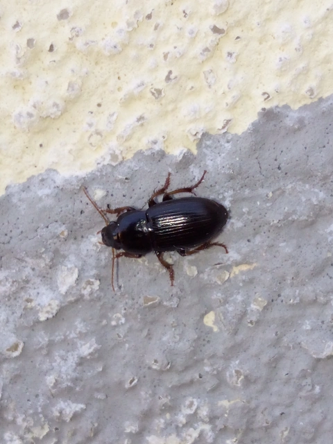 Harpalus flavicornis - sárgacsápú lomhafutó