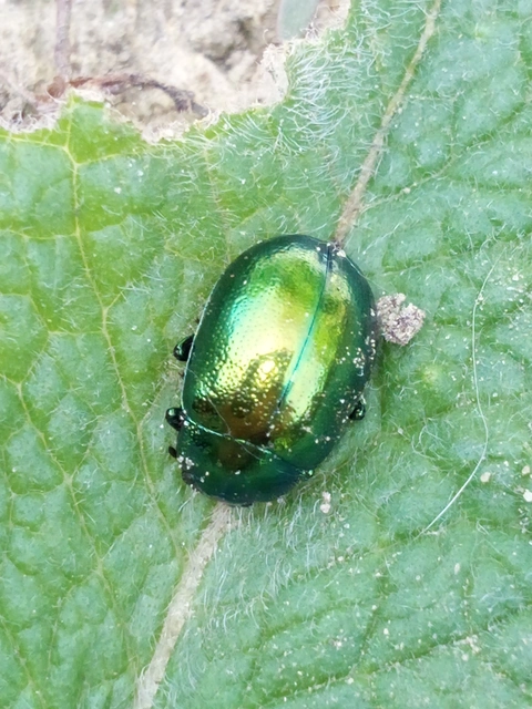 Chrysolina herbacea - zöld mentalevelész