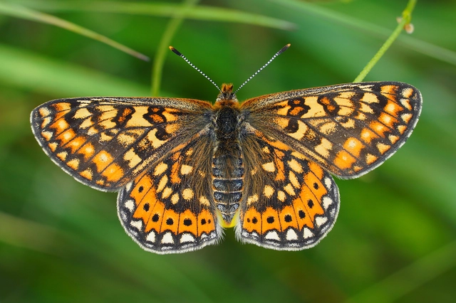 Euphydryas aurinia - lápi tarkalepke