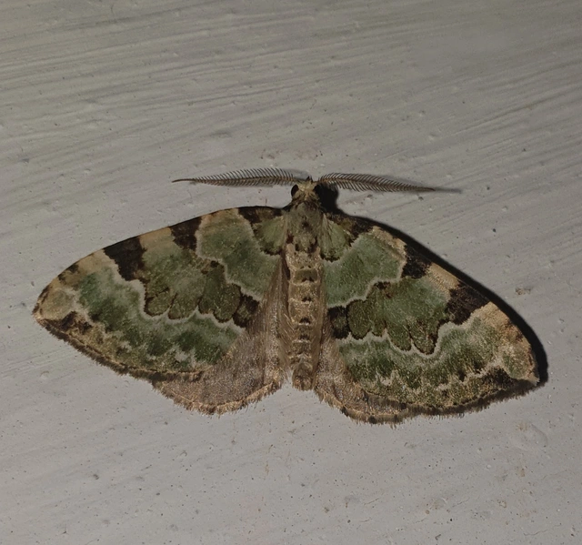 Colostygia pectinataria - zöld levélaraszoló
