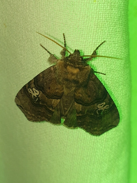 Tethea ocularis - pápaszemes pihésszövő