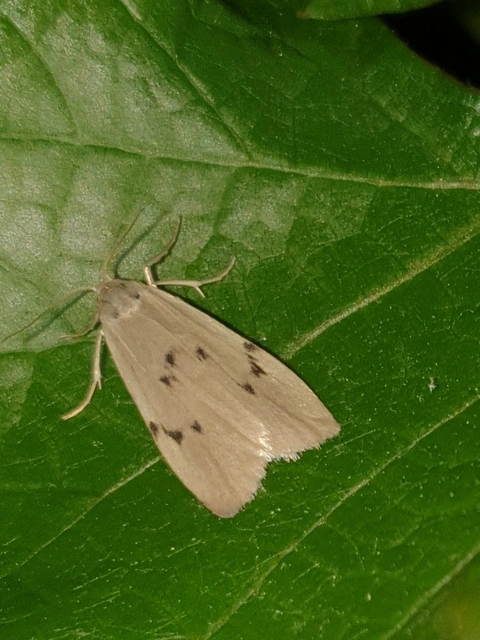 Pelosia muscerda - hamvas zuzmószövő