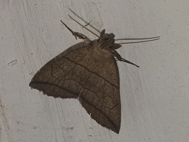 Herminia grisealis - ligeti karcsúbagoly