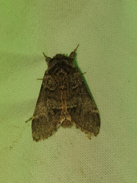 Drymonia dodonea - bélyeges púposszövő