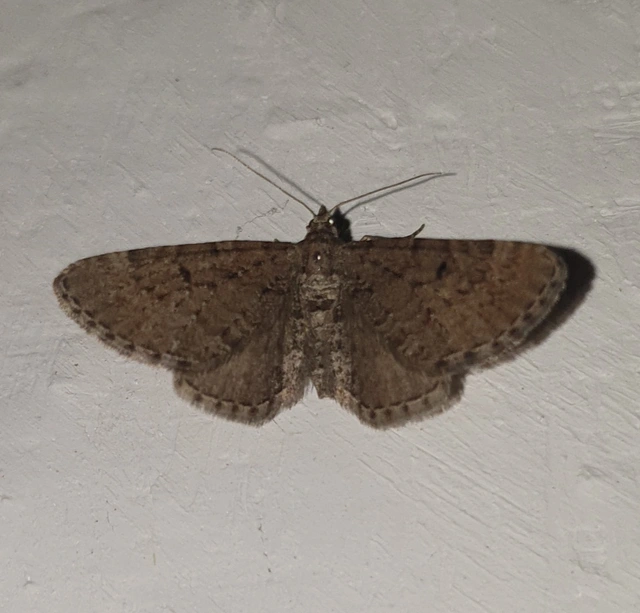 Eupithecia intricata - boróka-törpearaszoló