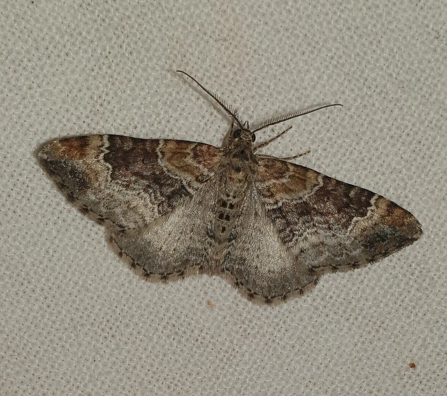 Xanthorhoe spadicearia - sávos tarkaaraszoló