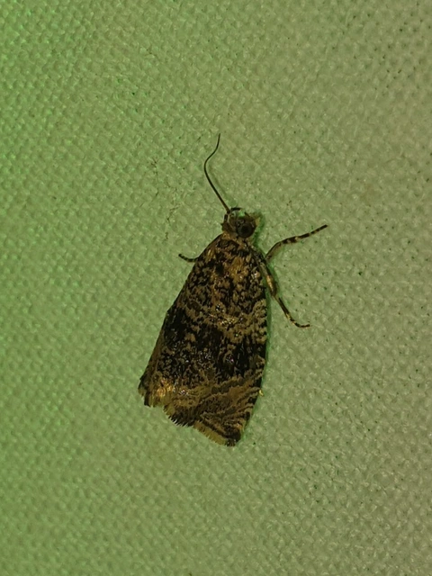 Celypha lacunana - vízparti tükrösmoly
