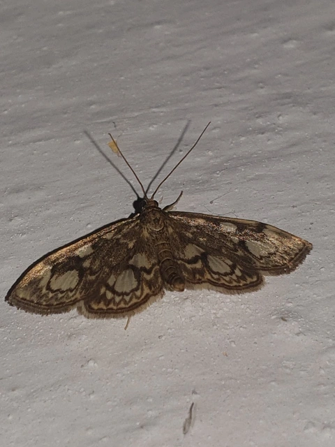 Anania coronata - koronás dudvamoly