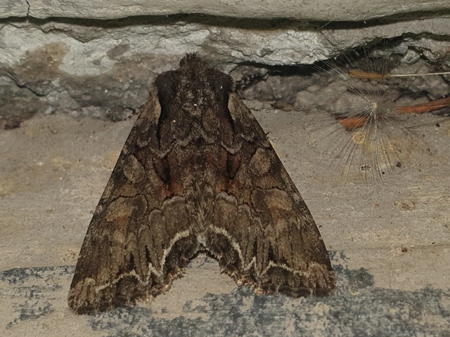 Lacanobia thalassina - borbolya-kertibagoly