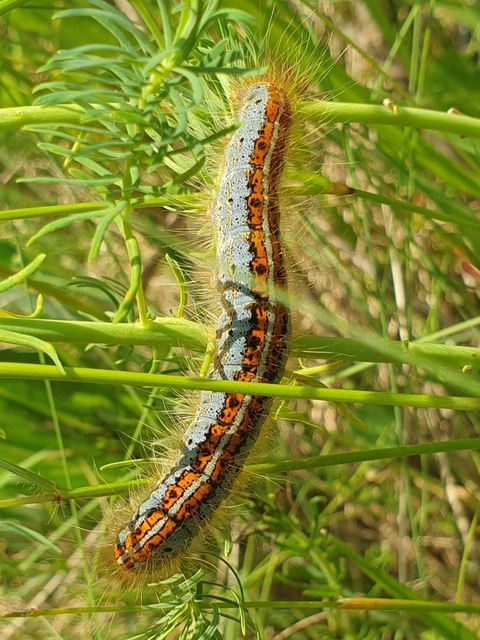 Malacosoma castrensis - kutyatejszövő
