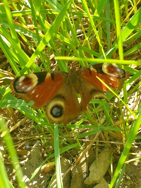 Nymphalis io - nappali pávaszem