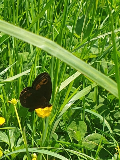 Erebia medusa - tavaszi szerecsenlepke