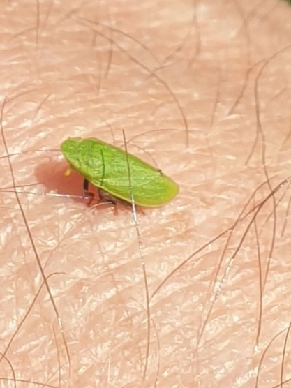 Tettigometra
