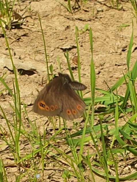 Erebia medusa - tavaszi szerecsenlepke