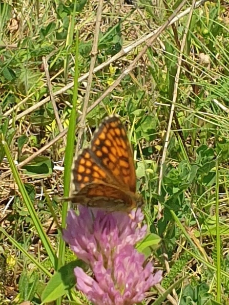Melitaea aurelia - recés tarkalepke
