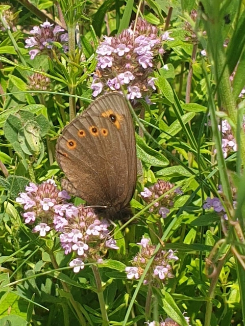 Erebia medusa - tavaszi szerecsenlepke