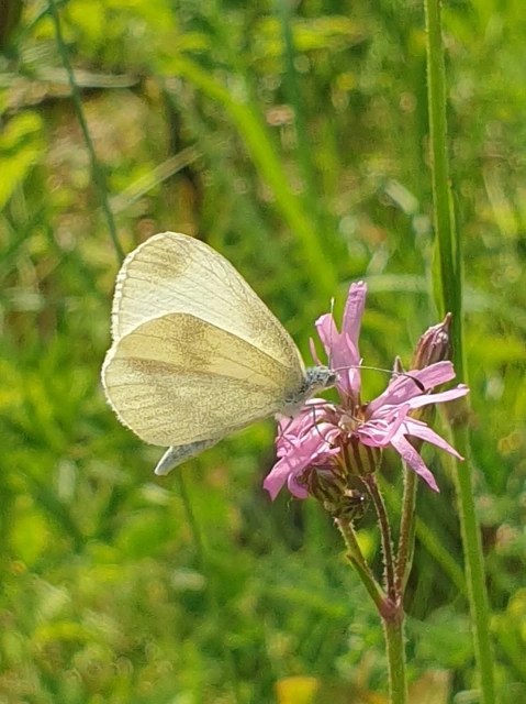 Leptidea sinapis - mustárlepke