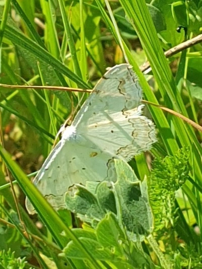 Scopula ornata - díszes fehéraraszoló