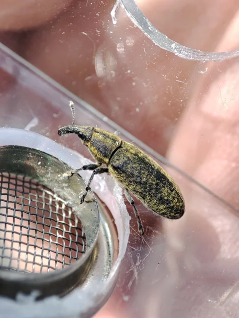 Lixus cardui - bogáncsfúró dudvabarkó