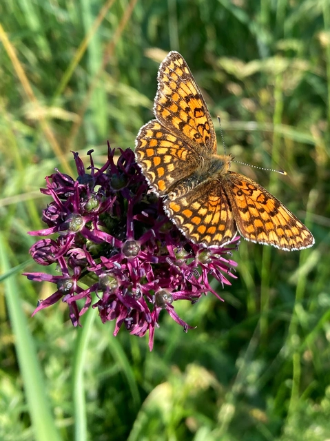 Melitaea phoebe - nagy tarkalepke Melitaea phoebe - nagy tarkalepke