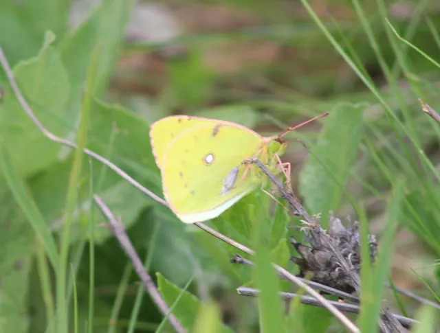 Colias alfacariensis - déli kéneslepke