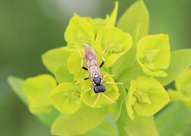 Tenthredo vespiformis