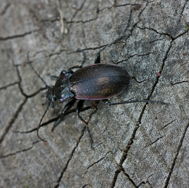 Carabus nemoralis - ligeti futrinka