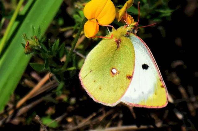 Colias alfacariensis - déli kéneslepke