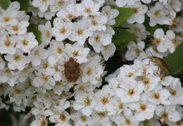 Carpocoris Carpocoris