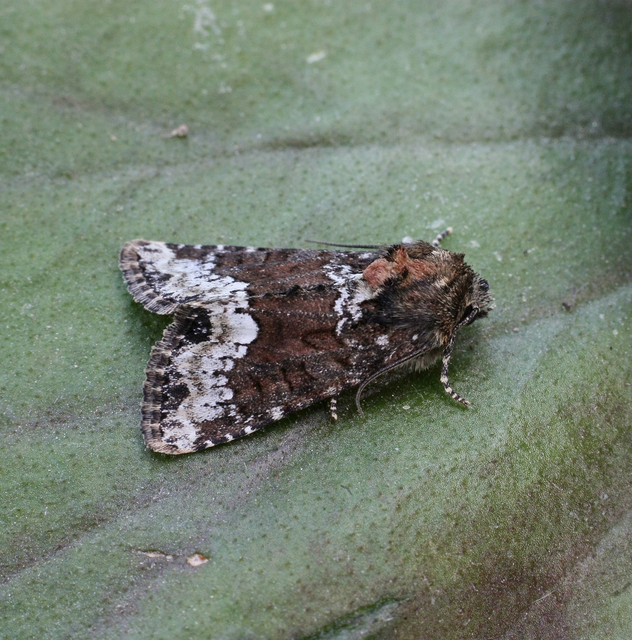 Oligia strigilis - kormos dudvabagoly