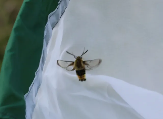 Hemaris tityus - pöszörszender Hemaris tityus - pöszörszender