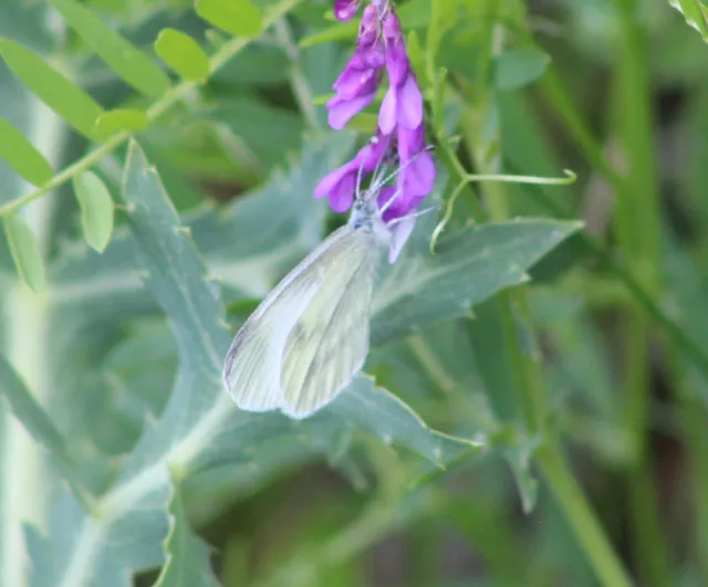 Leptidea sinapis - mustárlepke