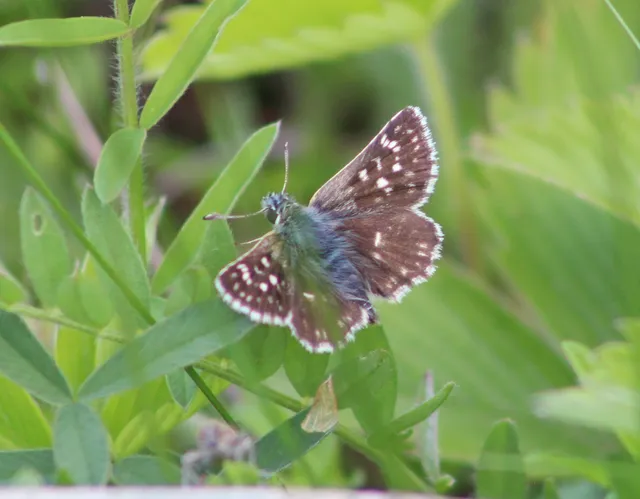 Spialia orbifer - törpe busalepke