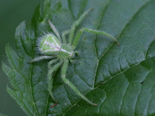 Heriaeus graminicola/hirtus