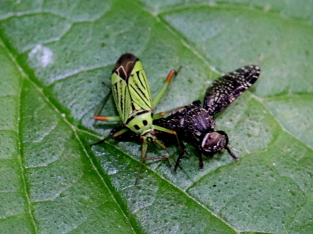 Mermitelocerus schmidtii