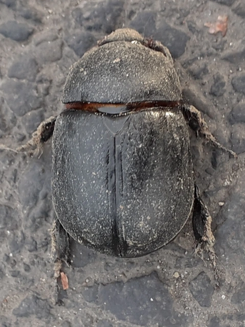 Pentodon idiota - butabogár