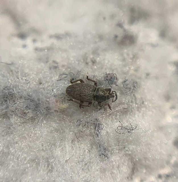Tychius stephensi - rétihere-tímárormányos