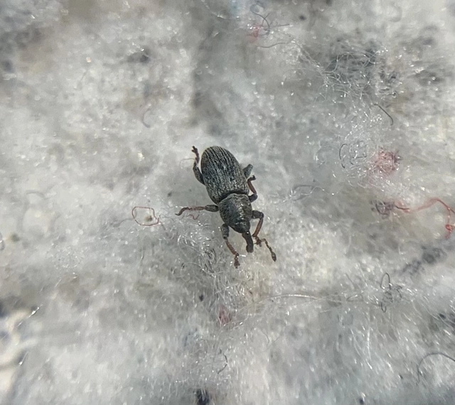 Tychius stephensi - rétihere-tímárormányos