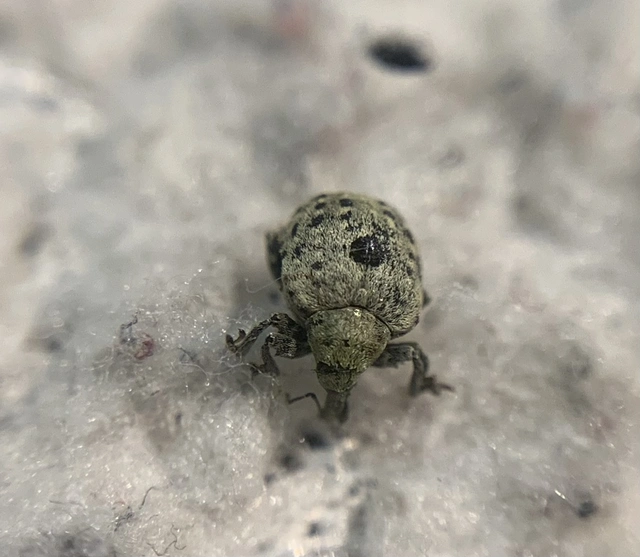 Cionus thapsus - kis ökörfarkkóró-gömbormányos